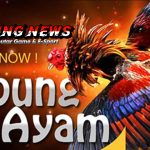 SV388: Arena Sabung Ayam Online Terbesar dan Terpercaya